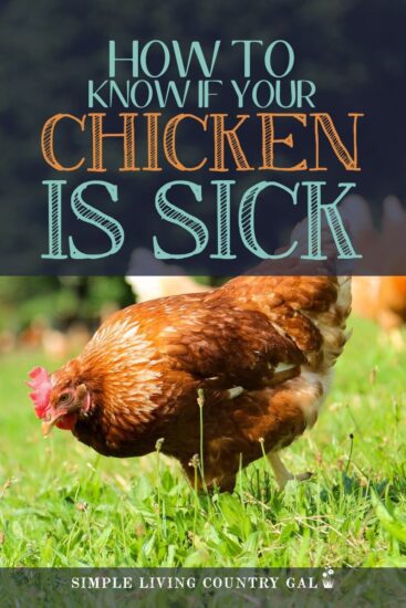 Homestead Blog Hop Feature - How_to_know_if_your_chicken_is_sick