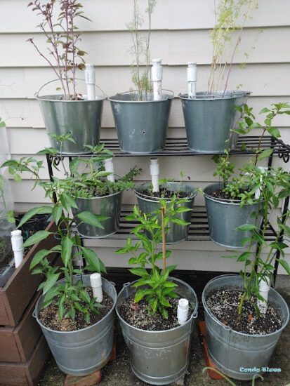 Homestead Blog Hop Feature - easy DIY water saving herb garden idea