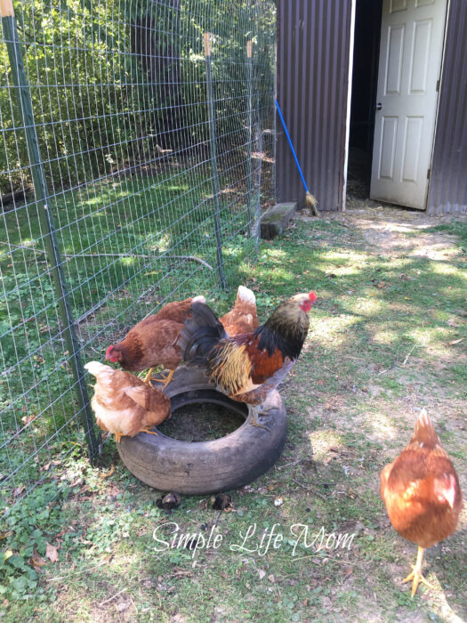 How to Start Raising Chickens in Your Backyard and get free range eggs - by Simple Life Mom