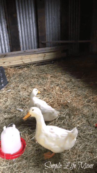 How to Start Raising Chickens in Your Backyard and get free range eggs - by Simple Life Mom