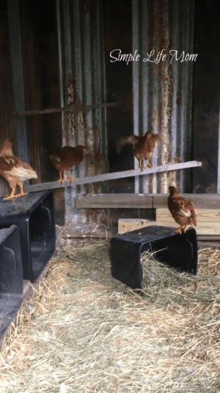 How to Start Raising Chickens in Your Back Yard - Simple Life Mom