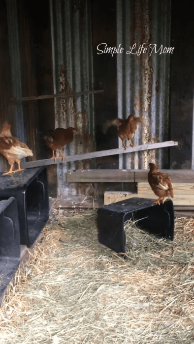 How to Start Raising Chickens in Your Backyard and get free range eggs - by Simple Life Mom