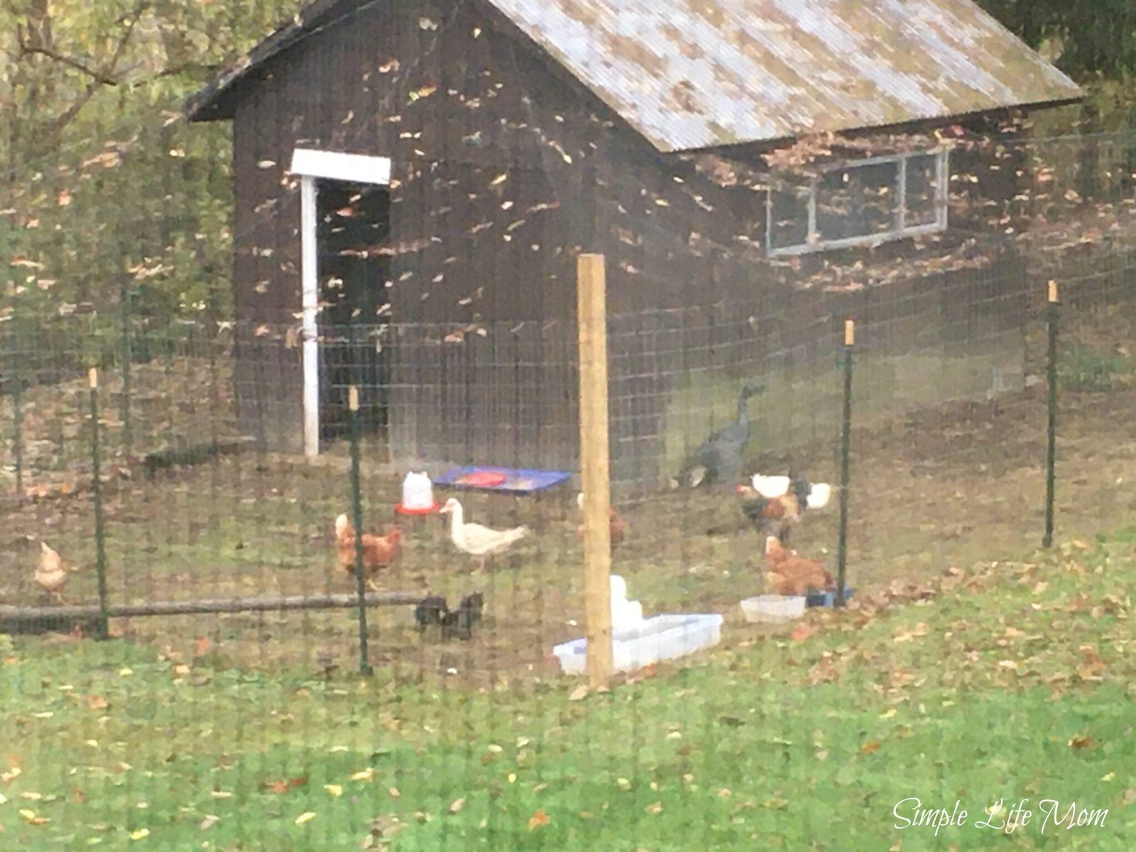 How To Start Raising Chickens In Your Back Yard - Simple Life Mom