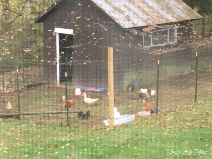 How to Start Raising Chickens in Your Backyard and get free range eggs - by Simple Life Mom