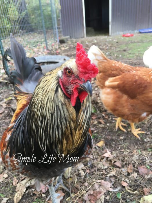 How to Start Raising Chickens in Your Backyard and get free range eggs - by Simple Life Mom