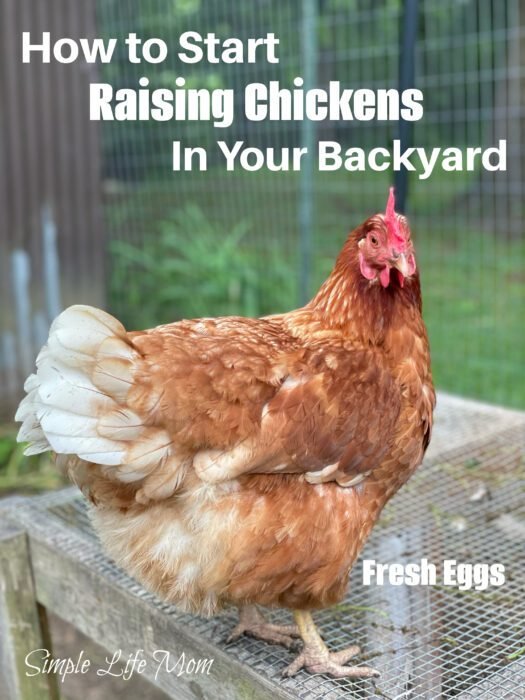 How to Start Raising Chickens in Your Backyard and get free range eggs - by Simple Life Mom