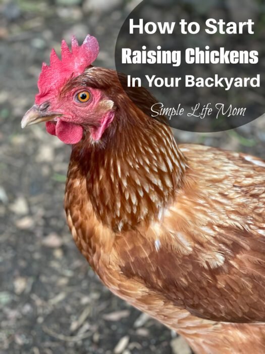 How to Start Raising Chickens in Your Backyard and get free range eggs - by Simple Life Mom