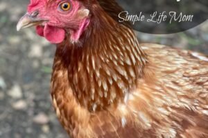 How-to-Start-Raising-Chickens-in-Your-Backyard-get-free-range-eggs-daily-from-Simple-Life-Mom