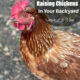 How to Start Raising Chickens in Your Back Yard