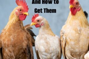 Which Breed of Chicken and How to Get Them from Simple Life Mom - Get your questions answered to help you know what the best breed is for you.