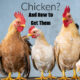 Which Breed of Chicken and How to Get Them