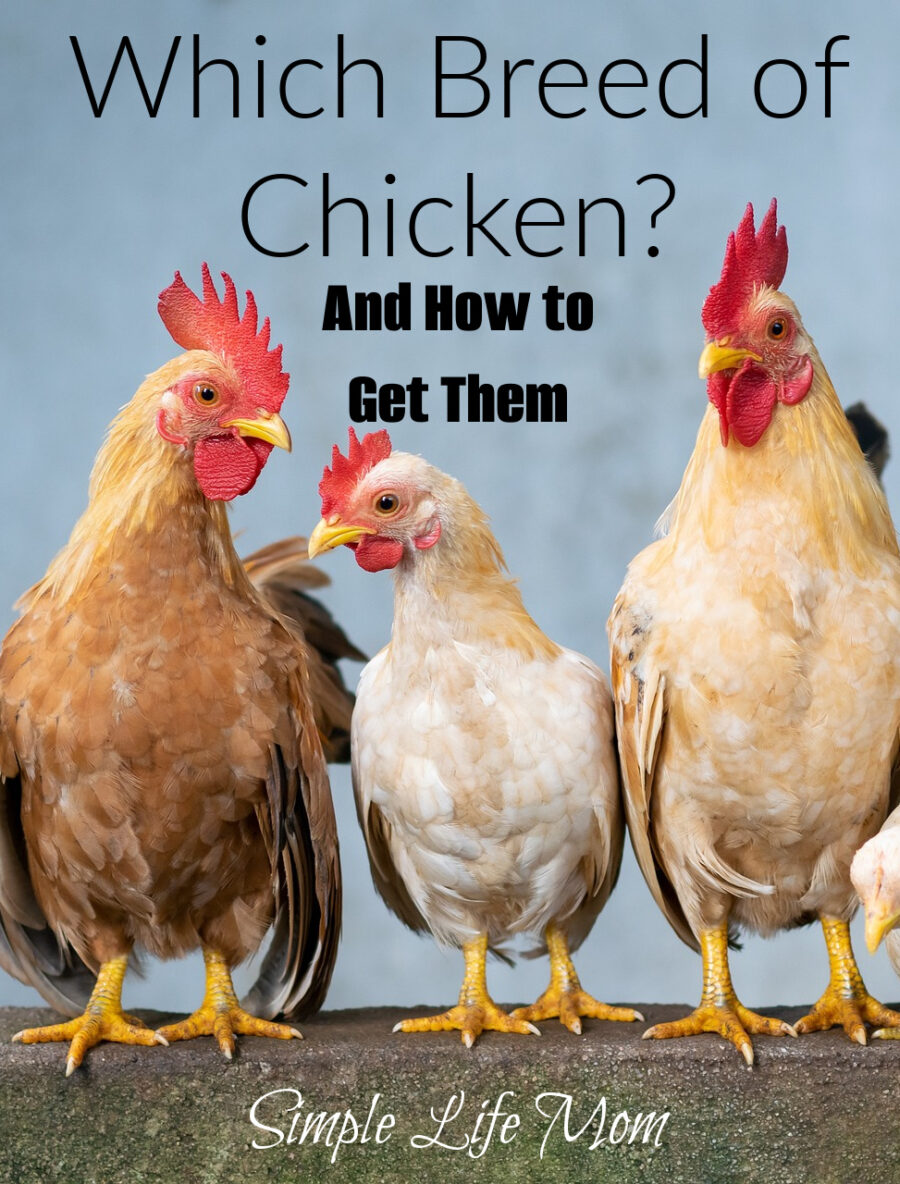 Which Breed of Chicken and How to Get Them from Simple Life Mom - Get your questions answered to help you know what the best breed is for you.