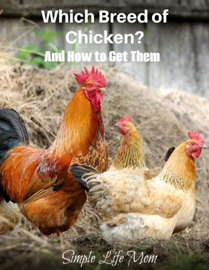 Which Breed of Chicken and How to Get Them - Simple Life Mom