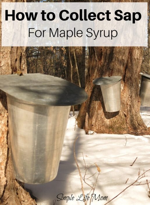 How To Make Maple Syrup Sap Collection Simple Life Mom 6380