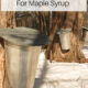 How to Make Maple Syrup: Sap Collection
