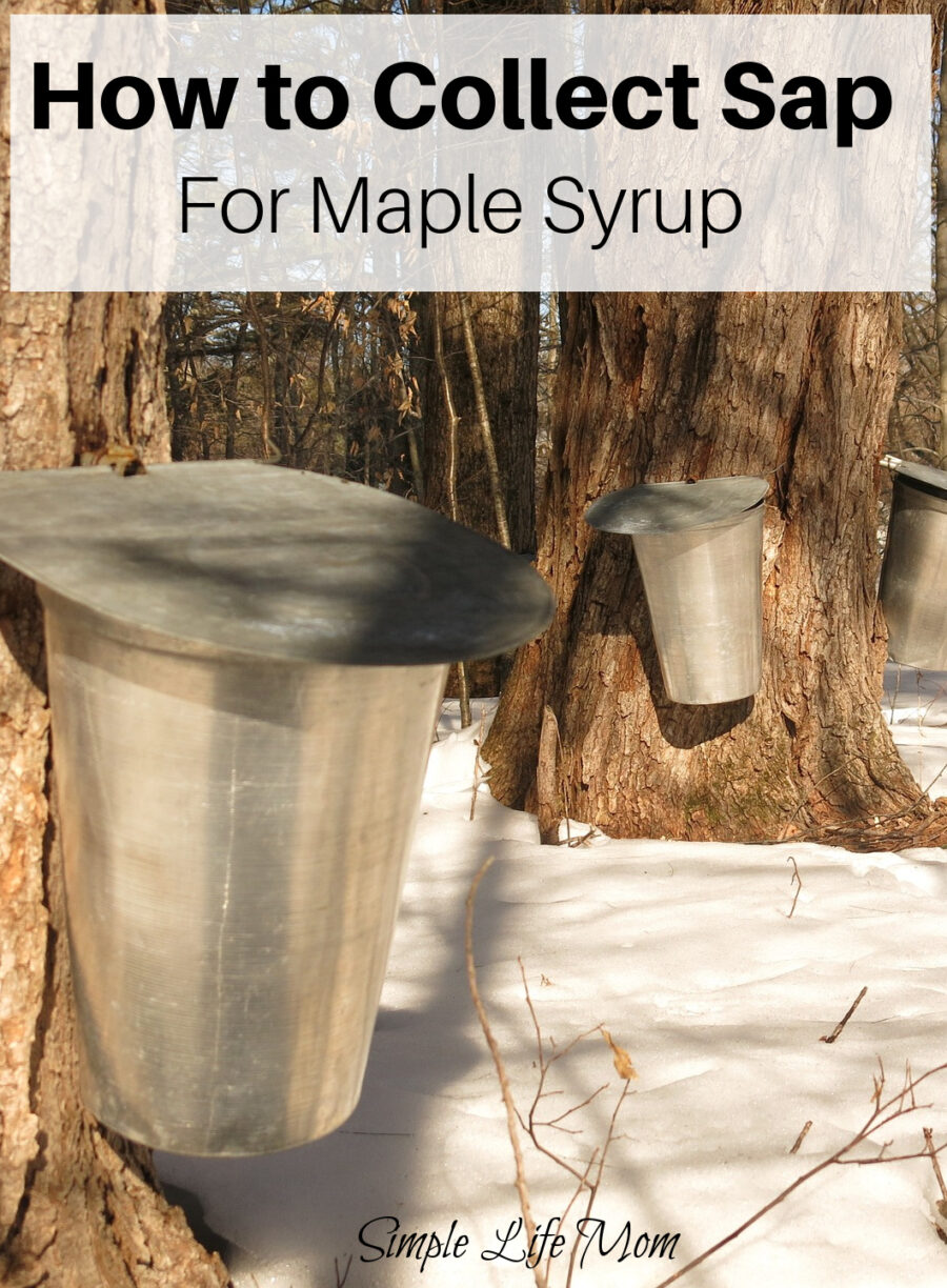 How to Make Maple Syrup - How to collect sap by Simple Life Mom
