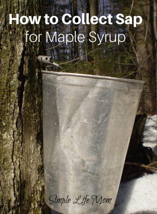 How to Make Maple Syrup - How to collect sap by Simple Life Mom