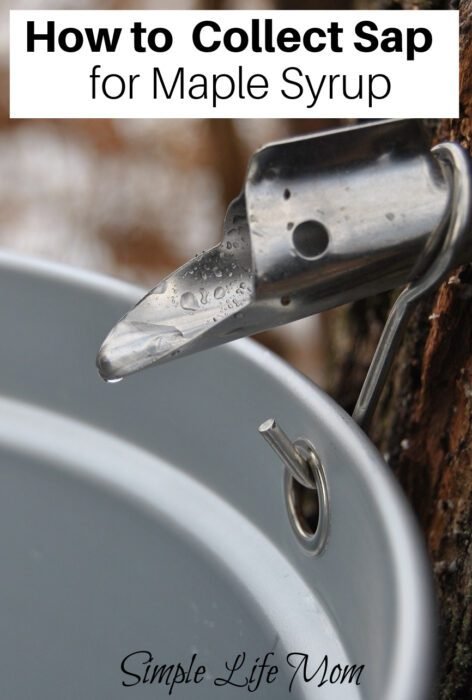 How to Make Maple Syrup - How to collect sap by Simple Life Mom