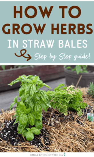 Homestead Blog Hop Feature How to Grow Herbs in Straw Bales