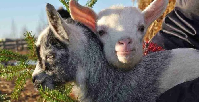 Homestead Blog Hop Feature - Raising Goats on the Homestead