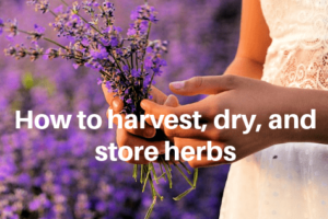 How to Harvest Herbs - harvest, dry, and store herbs properly for long term use