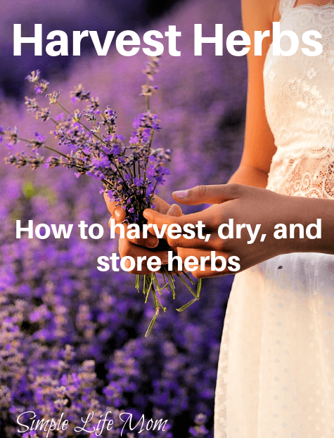 How to Harvest Herbs - harvest, dry, and store herbs properly for long term use