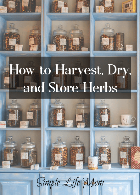 How to Harvest Herbs - harvest, dry, and store herbs properly for long term use