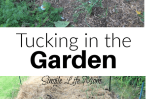 Learn steps to keep in mind when tucking in the garden for the winter. The steps you take in the Fall will make the Spring so much easier.