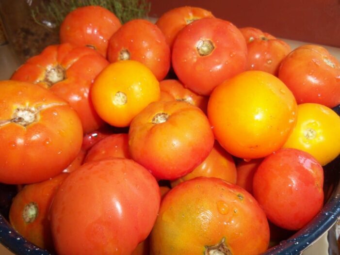 Learn how to process tomatoes to make sauce without using any fancy tools. Get step by step instructions for processing tomatoes into sauce and canning them.