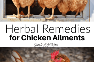Herbal Remedies for Chicken Ailments - natural herbs and essential oils for chickens from Simple Life Mom