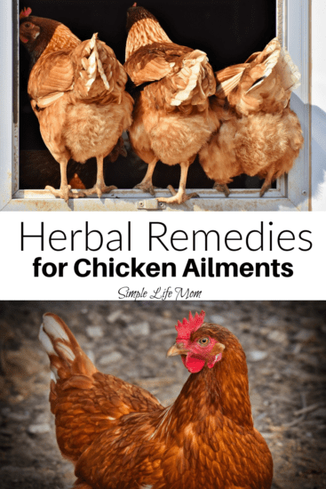 How to Use Herbal Remedies for Chickens by Simple Life Mom