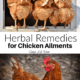 How to Use Herbal Remedies for Chickens
