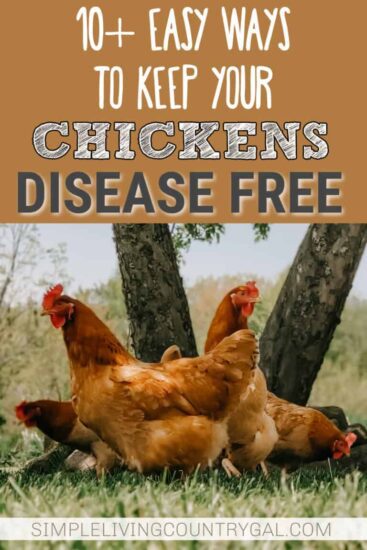 Homestead Blog Hop Feature - How to Keep Your Chickens Disease Free