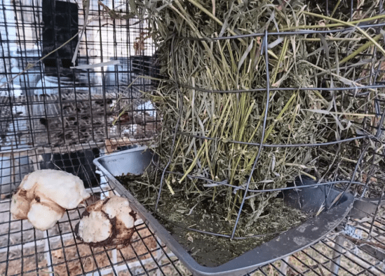 Homestead Blog Hop Feature - 8 Tips for Feeding Rabbits Cheaply