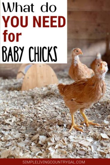 Homestead Blog Hop Feature - What do you need for baby chicks