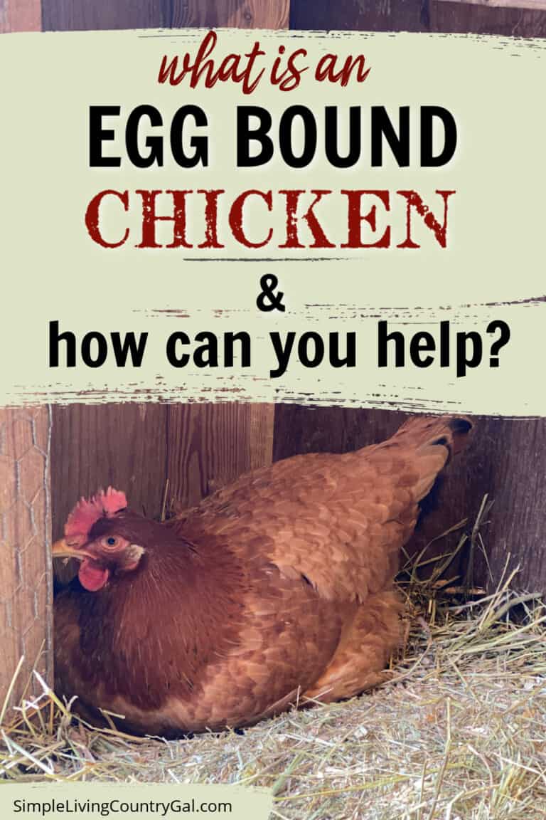 Homestead Blog Hop Feature - What is an egg Bound Chicken and How to Help