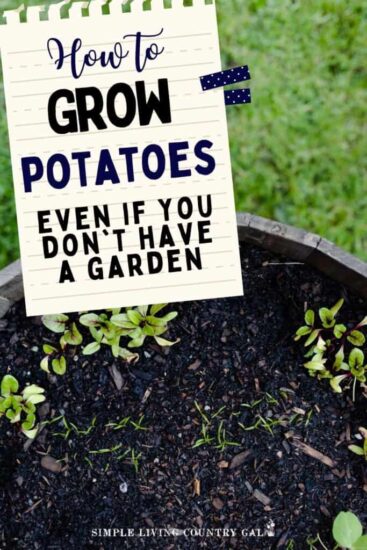 Homestead Blog Hop Feature - How to Grow Potatoes in Containers