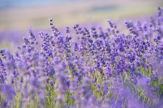 Homestead Blog Hop Feature - Lavender - Easy to Grow and Great for Cooking