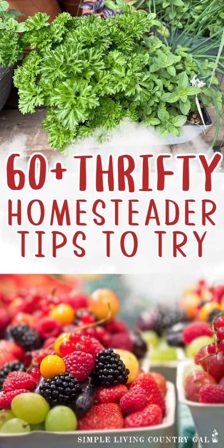 Homestead Bog Hop Feature - Thrifty Homesteader Tips to Try