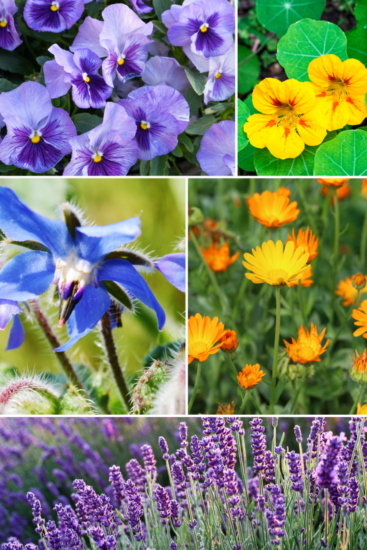 Homestead Blog Hop Feature - 5 Best Edible Flowers to Grow in Your Garden