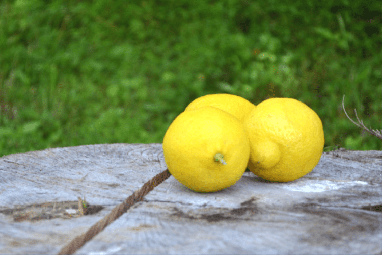 Homestead Blog Hop Feature - Enhance Daily Life with Lemons