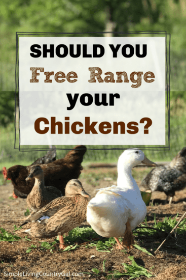 Homestead Blog Hop Feature - How to Free Range Chickens