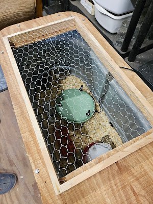 Homestead Blog Hop Feature - Hatching Your Own Chicks