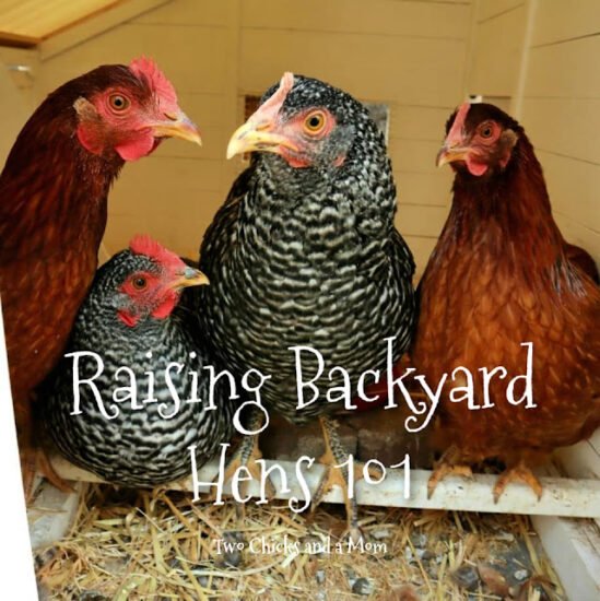 Homestead Blog Hop Feature - Raising Backyard Hens 101