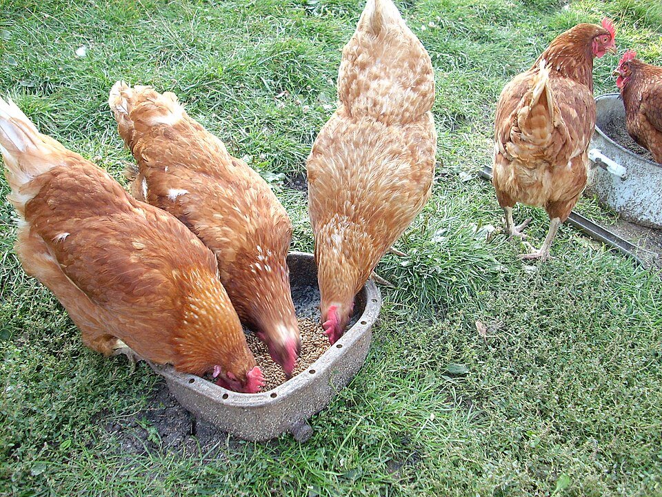 Homestead Blog Hop Feature - Best Chicken Feeder
