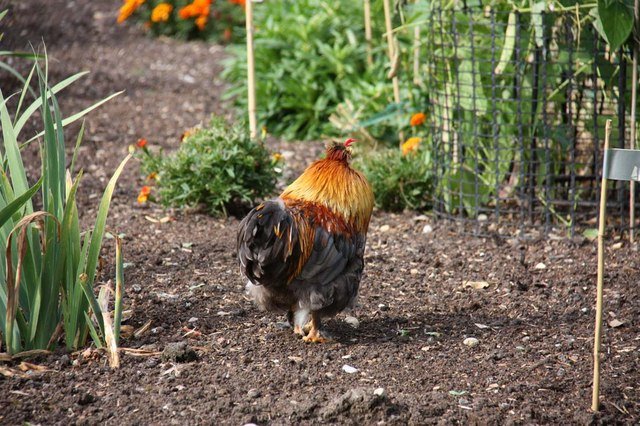 Homestead Blog Hop Feature - What to Feed Backyard Chickens - Calcium Rules